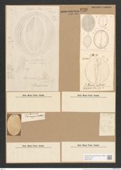 Diatomeae indet. (de-Toni-Nr.: Species 1845 ?) Zeichnungen Sammlung Grunow Nr. 3726 (NHMW-BOT-W0371364)